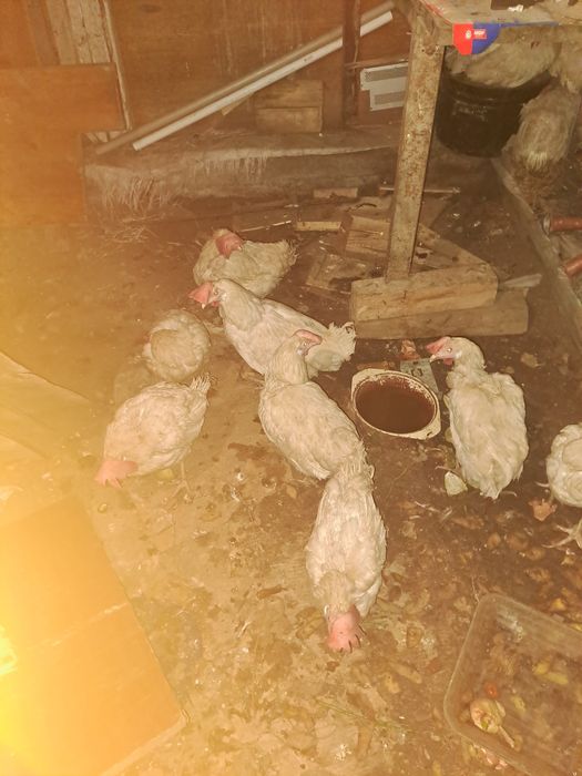 Продам куры несушка