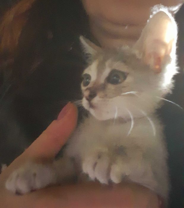 Ofer spre adoptie doua pisicut adorabile de doya luni jumate.