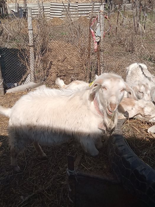 Тоқал теке сатылады!