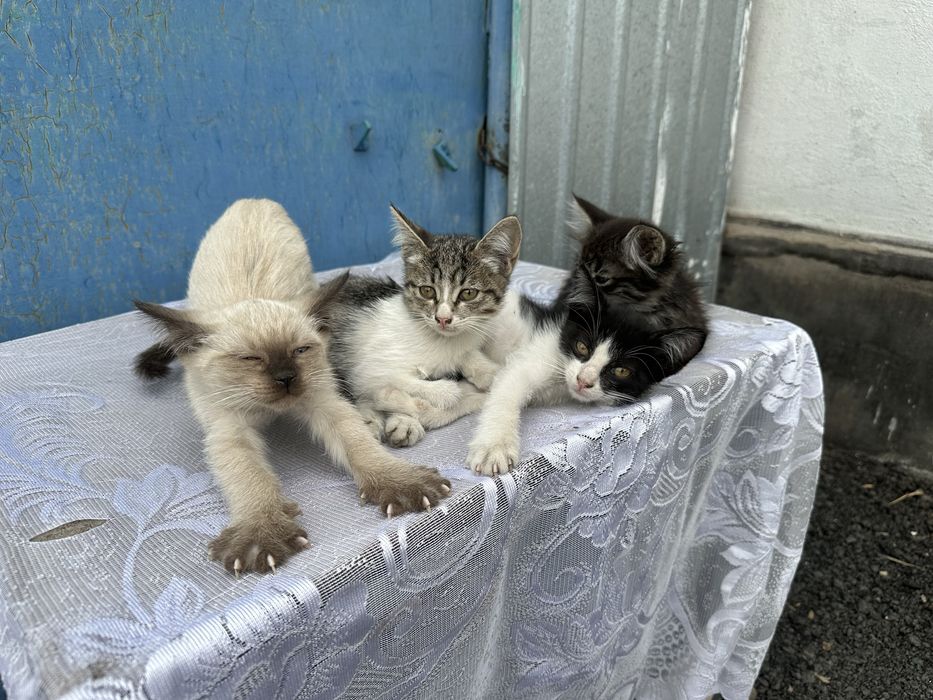 Отдадим котыт в хорошие руки