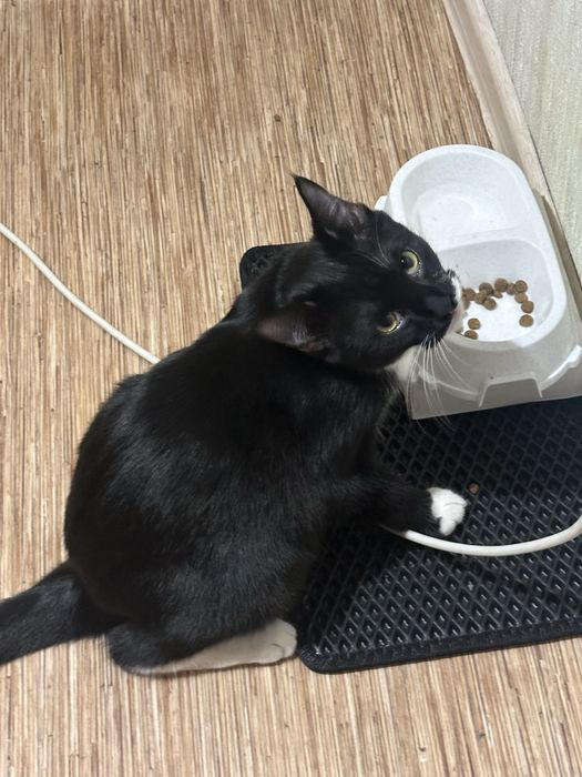 Кот на передержку