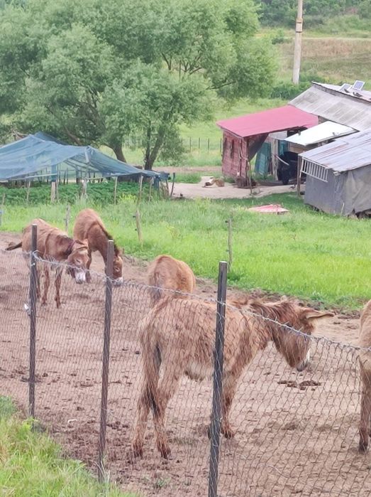 Vând fermă cu un lot de măgărițe.