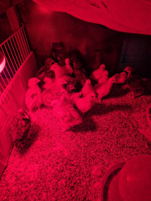 Pui de țară sănătoși