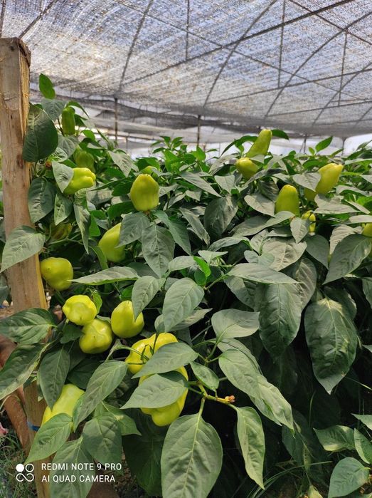 Hovli.Uy 12 sotix. Teplitsa 6 sotix Sotiladi (Akmal Ikromovda)