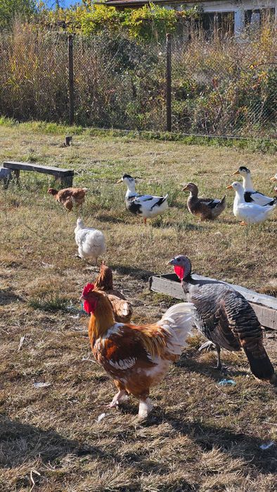 Големи пуйки за празниците, кокошки