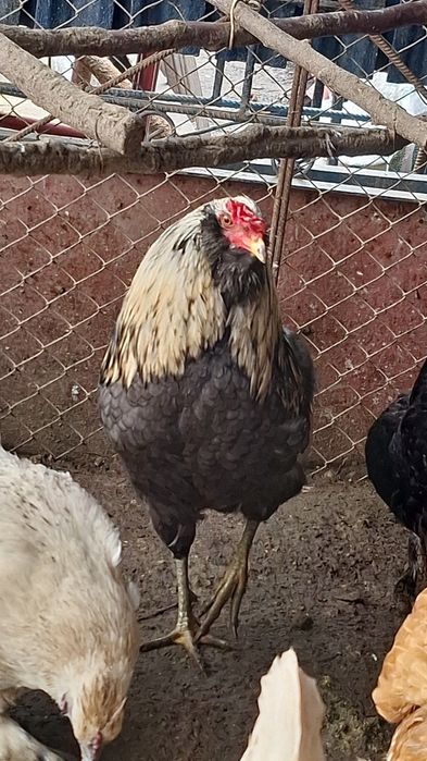 Vand cocosi Araucana