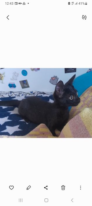 Бесплатно отдаём котенка