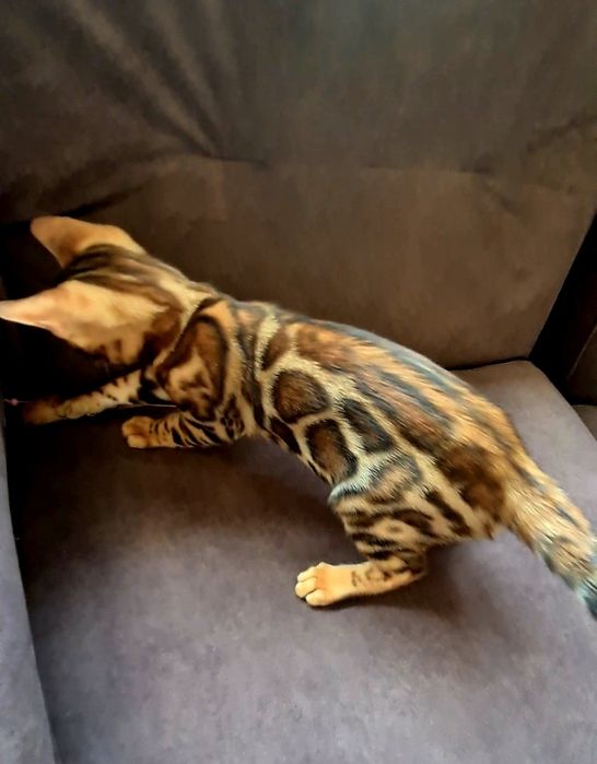 Бронь на красивейших бенгалов в вашем доме!