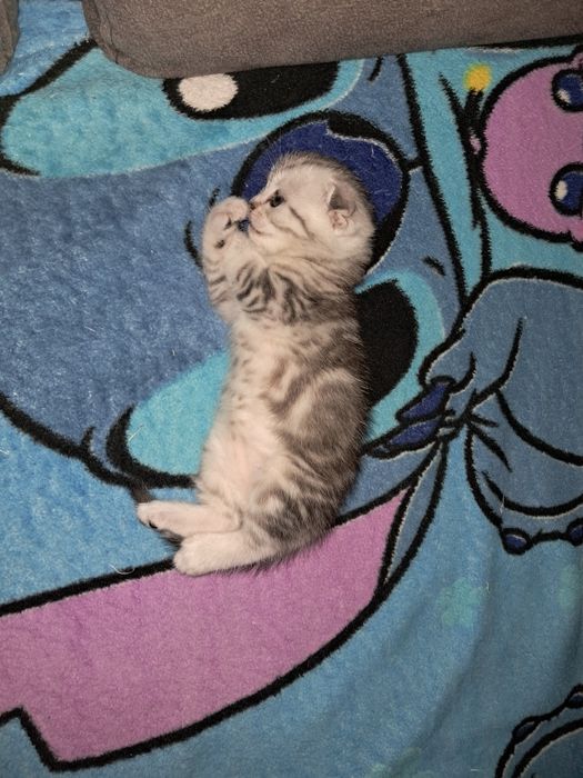 Котёнок. Девочка. Темиртау