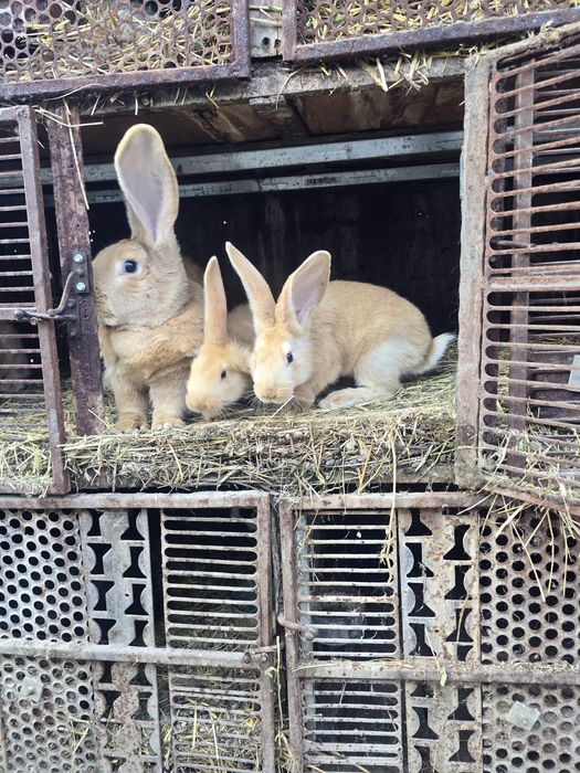 Iepurași uriaș german galben