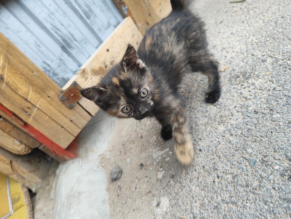 Отдам котят в хорошие руки