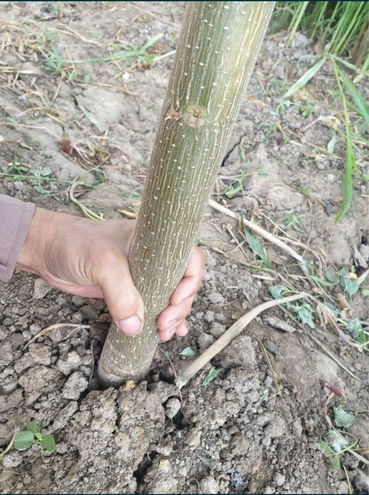 Povloniya koʻchatlari