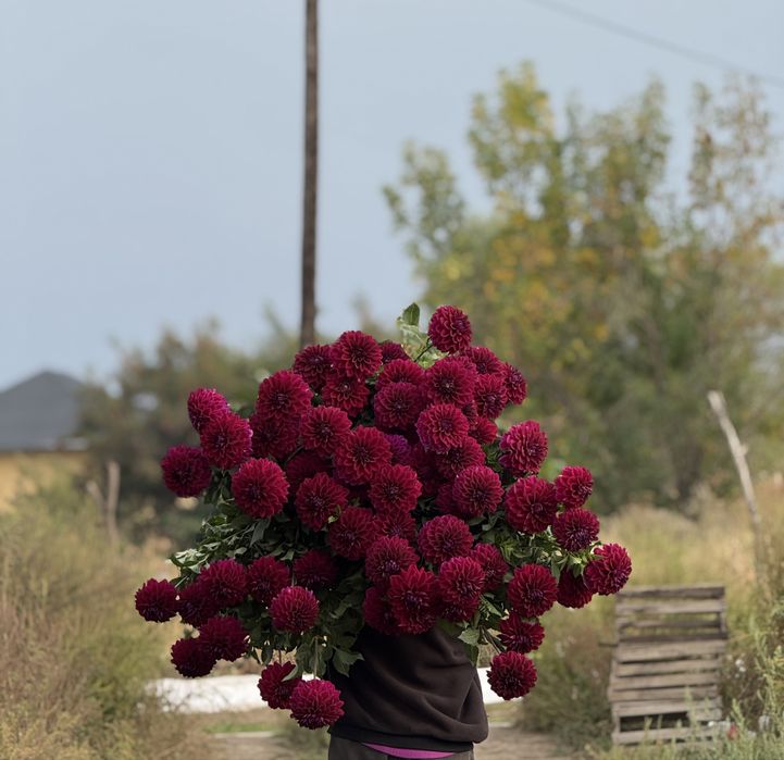 Корни цветов георгины
