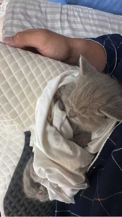 Британка котенок