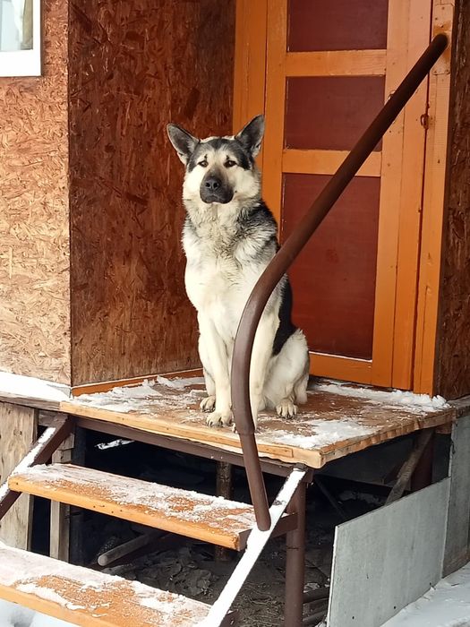 продаются щенки ВЕО