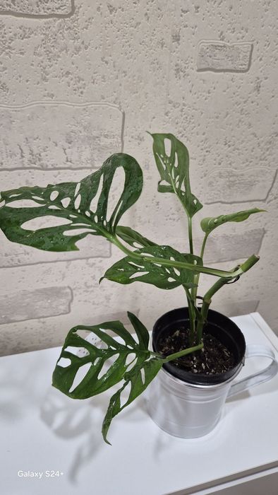 Монстера Адансона