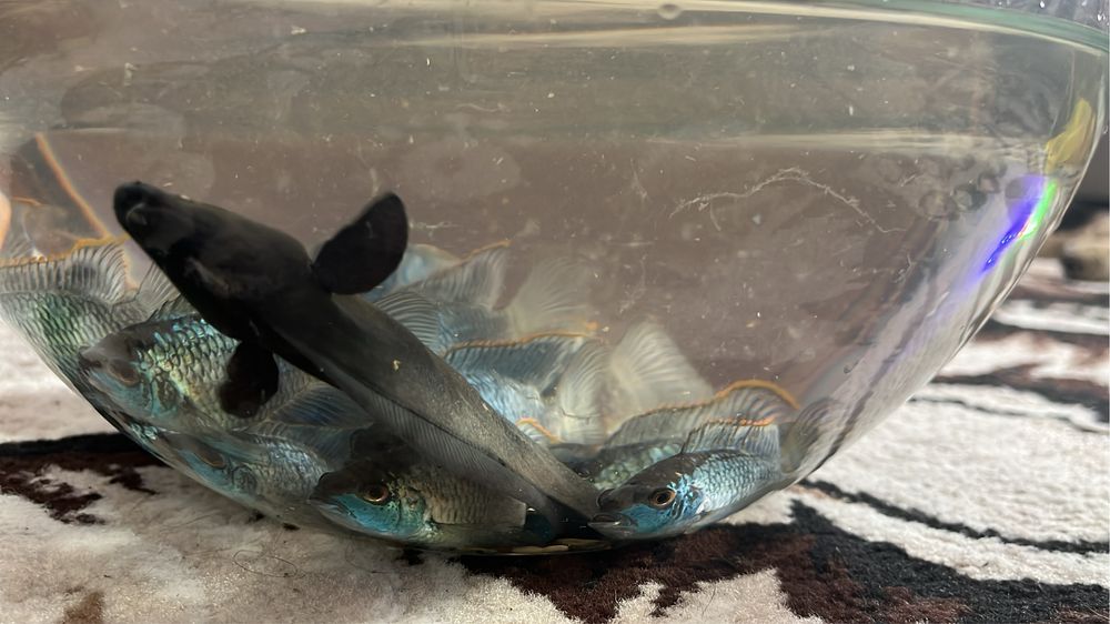 Продам рыбку черный нож