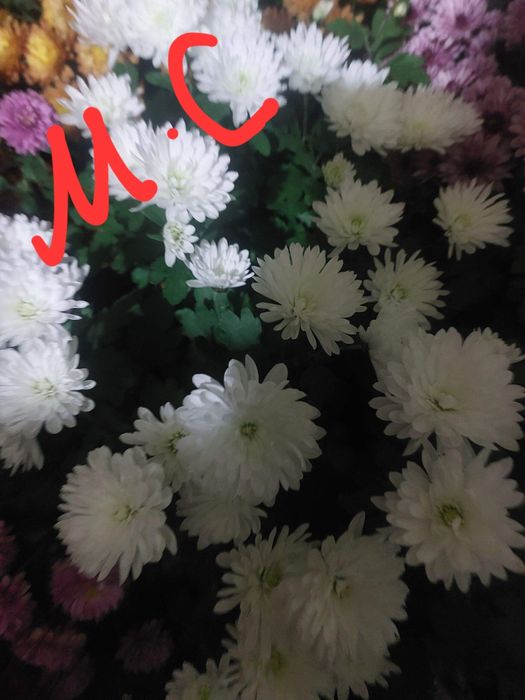 Хризантема мультифлора