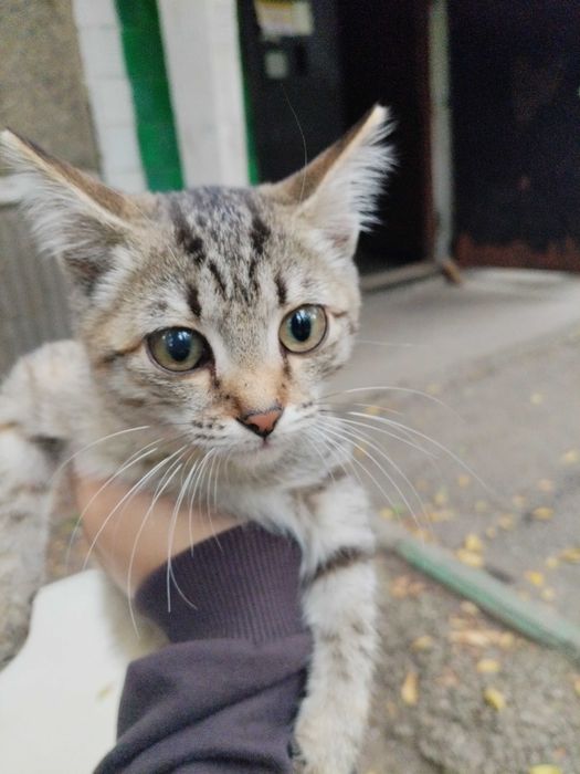 Отдам котёнка в хорошие руки