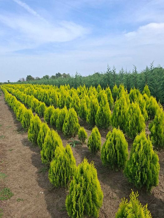 Tuia Galbenă Aurie (Thuja Orientalis / Aurea Nana)