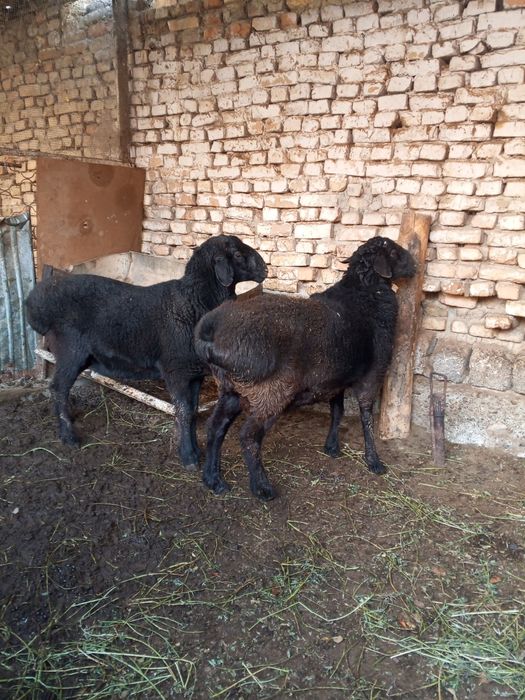 Qora qo'zi qo'chqor Sotiladi . Manzil Buxoro shahar