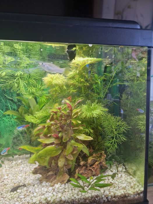 Vand acvariu 50 litri Aquatlantis