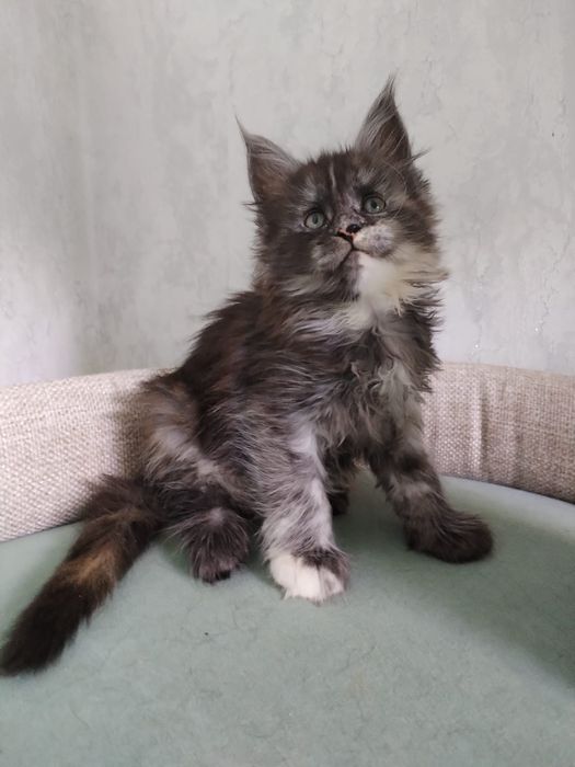 Продажа котят Мейн кунов