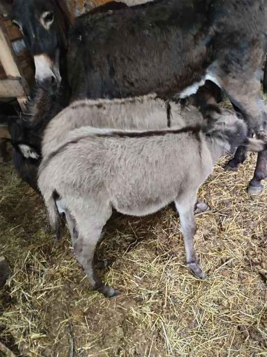 Lapte de măgăriță