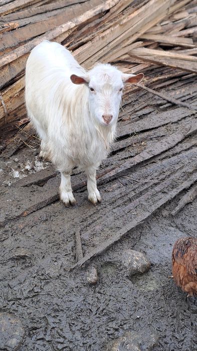 Vand tap sannen sau schimb cu oaie