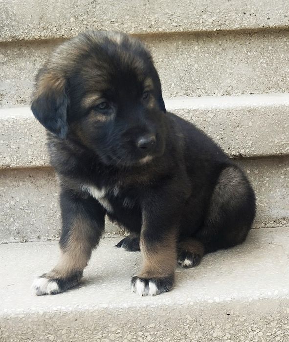 Pui de ciobanesc românesc carpatin cu pedigree