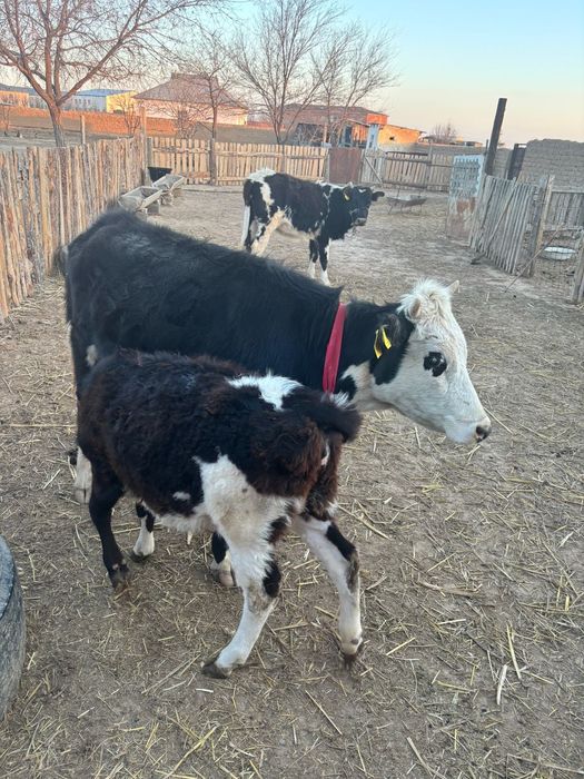 Бұзаулы Сиыр 1 ші тума