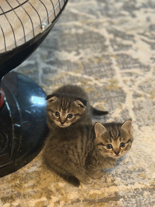 Продаются котята девочки породистые