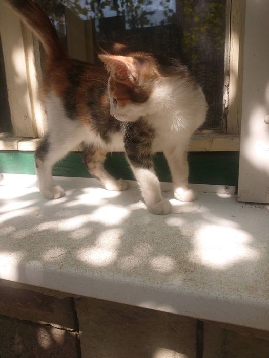 Подарявам  малки котенца