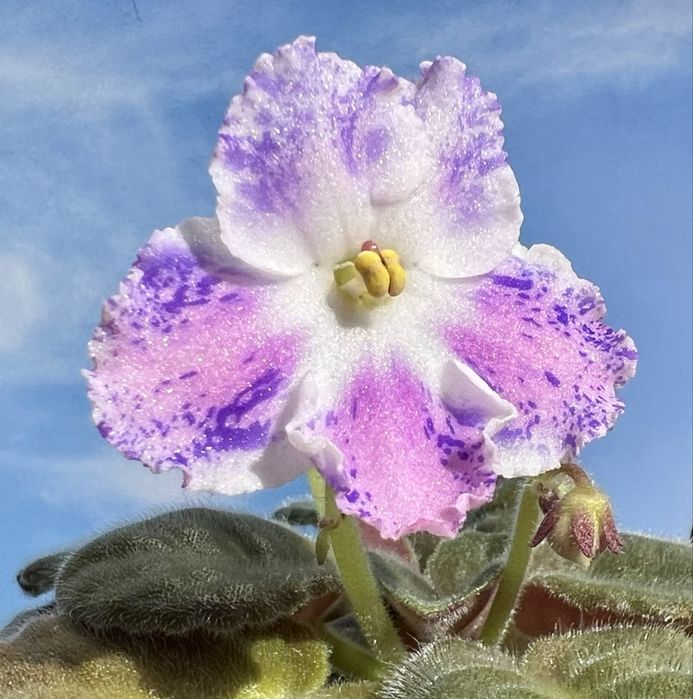 Сейнтполия Saintpaulia African Violet Сентполия Сенполия цветя