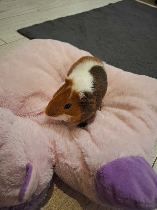 Porcusori de guineea