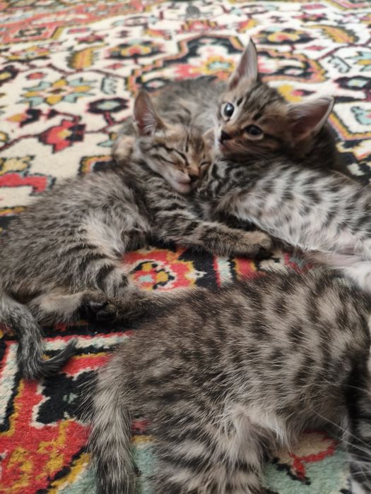 Котята в добрые руки