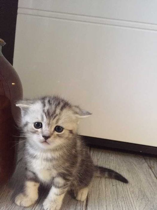 британские скотиш страйк  котята