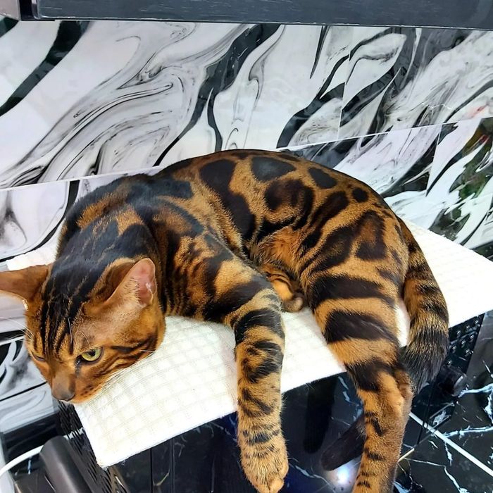 Ласковые БЕНГАЛЬСКИЕ ручные !