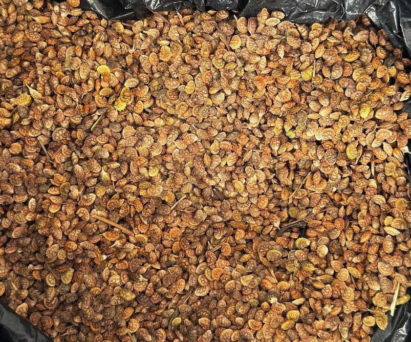 Семена эспарцета