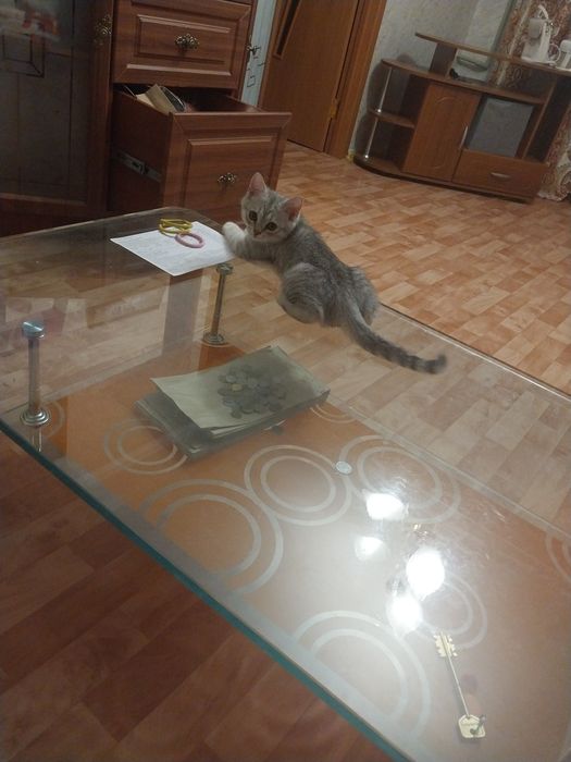 Продам котенка пародистый