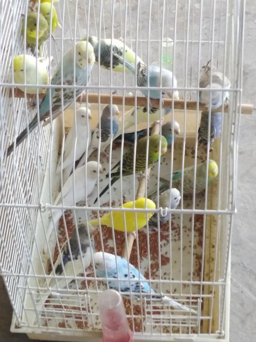 Продам попугаев по 3500 один