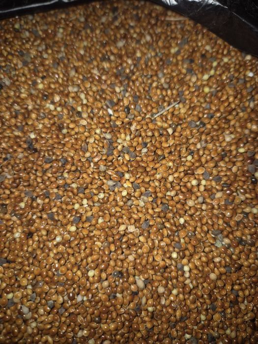 Продам просо!в мешках!