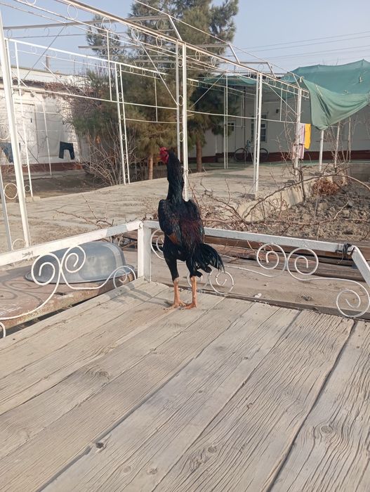 Тоза кореага турк жужа хуроз.