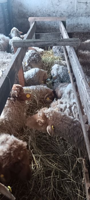 17 de oi mai vechi de vanzare