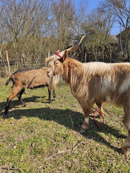 Vand țap de 2 ani jumatate