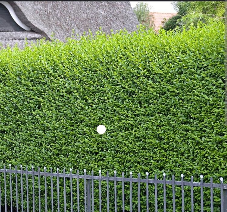 Vând gard viu lemn cainesc