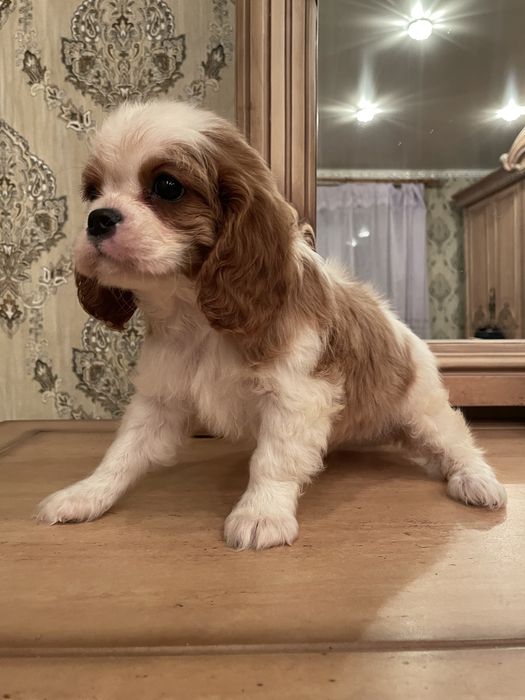 Кавалер кинг чарльз спаниель