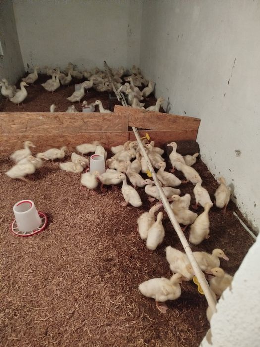 Утята башкирские