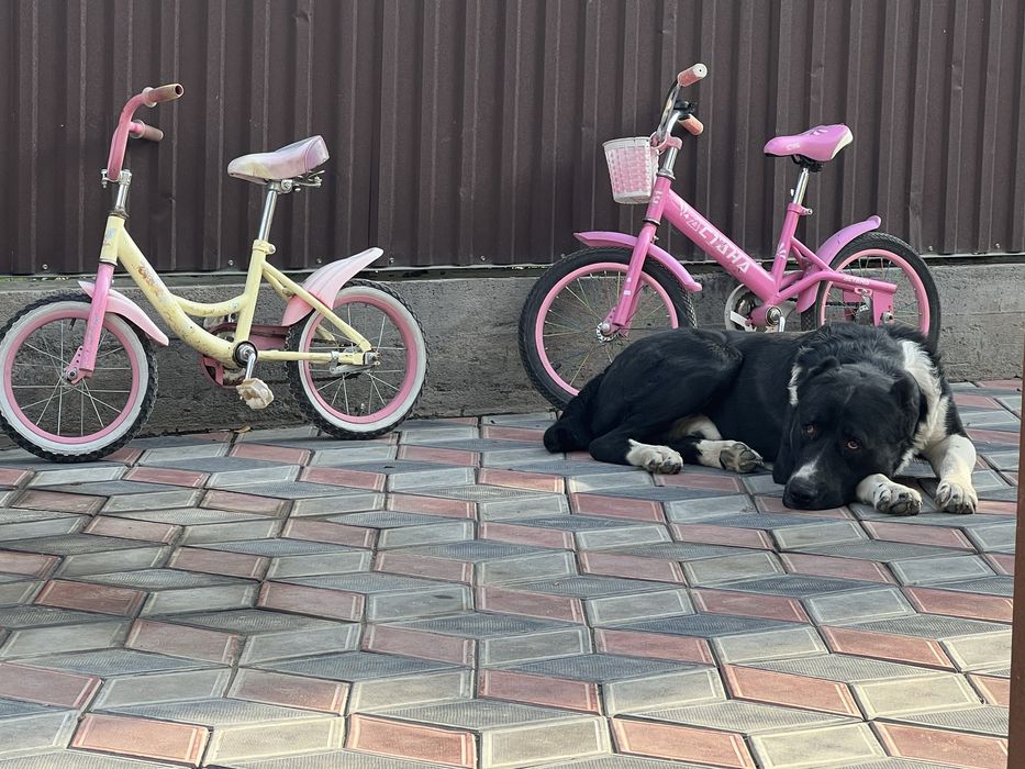 пропала собака Алабай