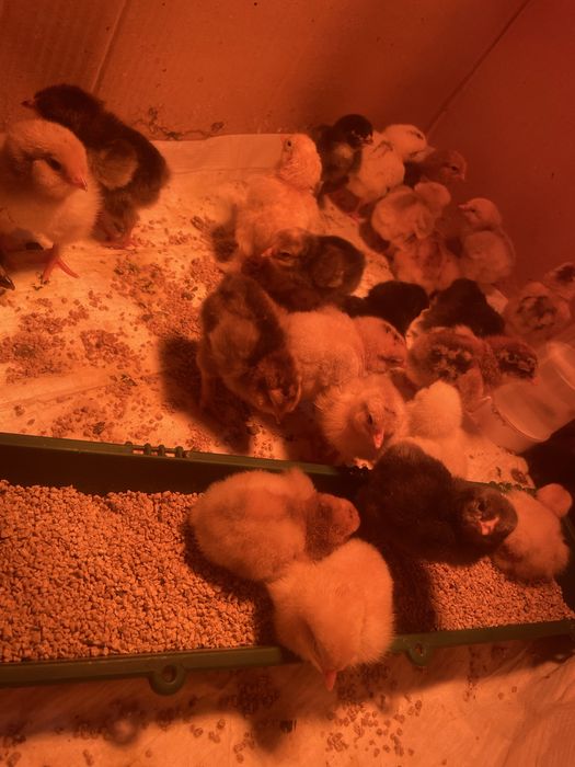 Vand pui de gaina varsta 10 zile